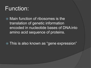 Function:
 Main function of ribosomes is the
translation of genetic information
encoded in nucleotide bases of DNAinto
amino acid sequence of proteins.
 This is also known as “gene expression”
 