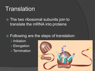 Translation
 The two ribosomal subunits join to
translate the mRNA into proteins
 Following are the steps of translation:
Initiation
Elongation
Termination
 