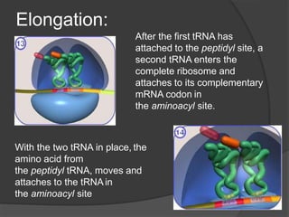 Elongation:
After the first tRNA has
attached to the peptidyl site, a
second tRNA enters the
complete ribosome and
attaches to its complementary
mRNA codon in
the aminoacyl site.
With the two tRNA in place, the
amino acid from
the peptidyl tRNA, moves and
attaches to the tRNA in
the aminoacyl site
 