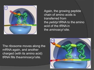 Again, the growing peptide
chain of amino acids is
transferred from
the petidyl tRNA to the amino
acid of the tRNA in
the aminoacyl site.
The ribosome moves along the
mRNA again, and another
charged (with its amino acid)
tRNA fills theaminoacyl site.
 