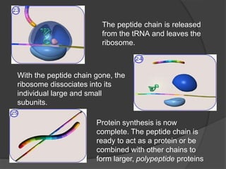 The peptide chain is released
from the tRNA and leaves the
ribosome.
With the peptide chain gone, the
ribosome dissociates into its
individual large and small
subunits.
Protein synthesis is now
complete. The peptide chain is
ready to act as a protein or be
combined with other chains to
form larger, polypeptide proteins
 