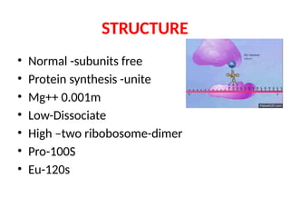 STRUCTURE,TYPES AND FUNCTIONS OF RIBOSOMES | PPTX