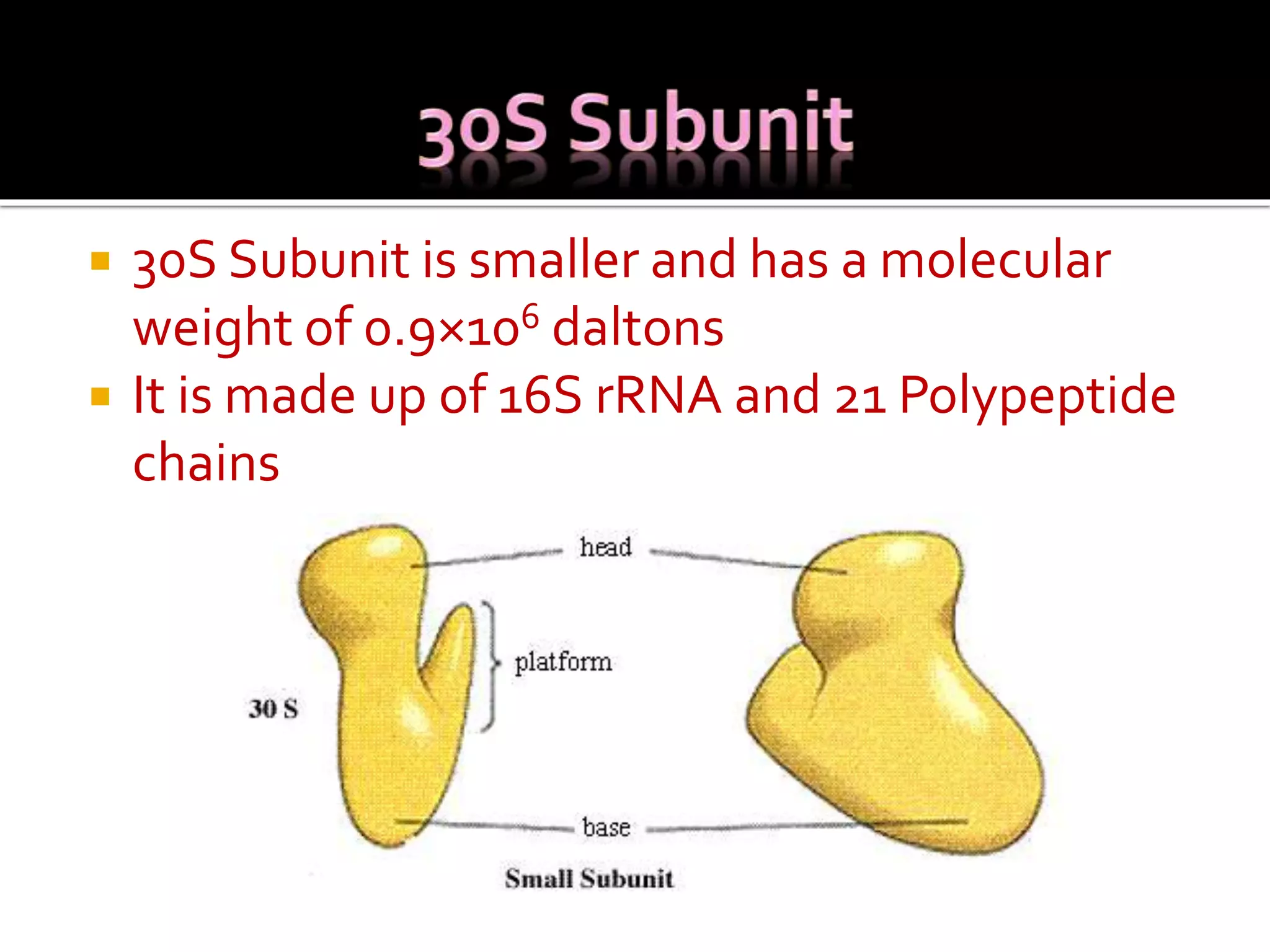 30S Subunit is smaller and has a molecular
weight of 0.9×106 daltons
 It is made up of 16S rRNA and 21 Polypeptide
chains
 