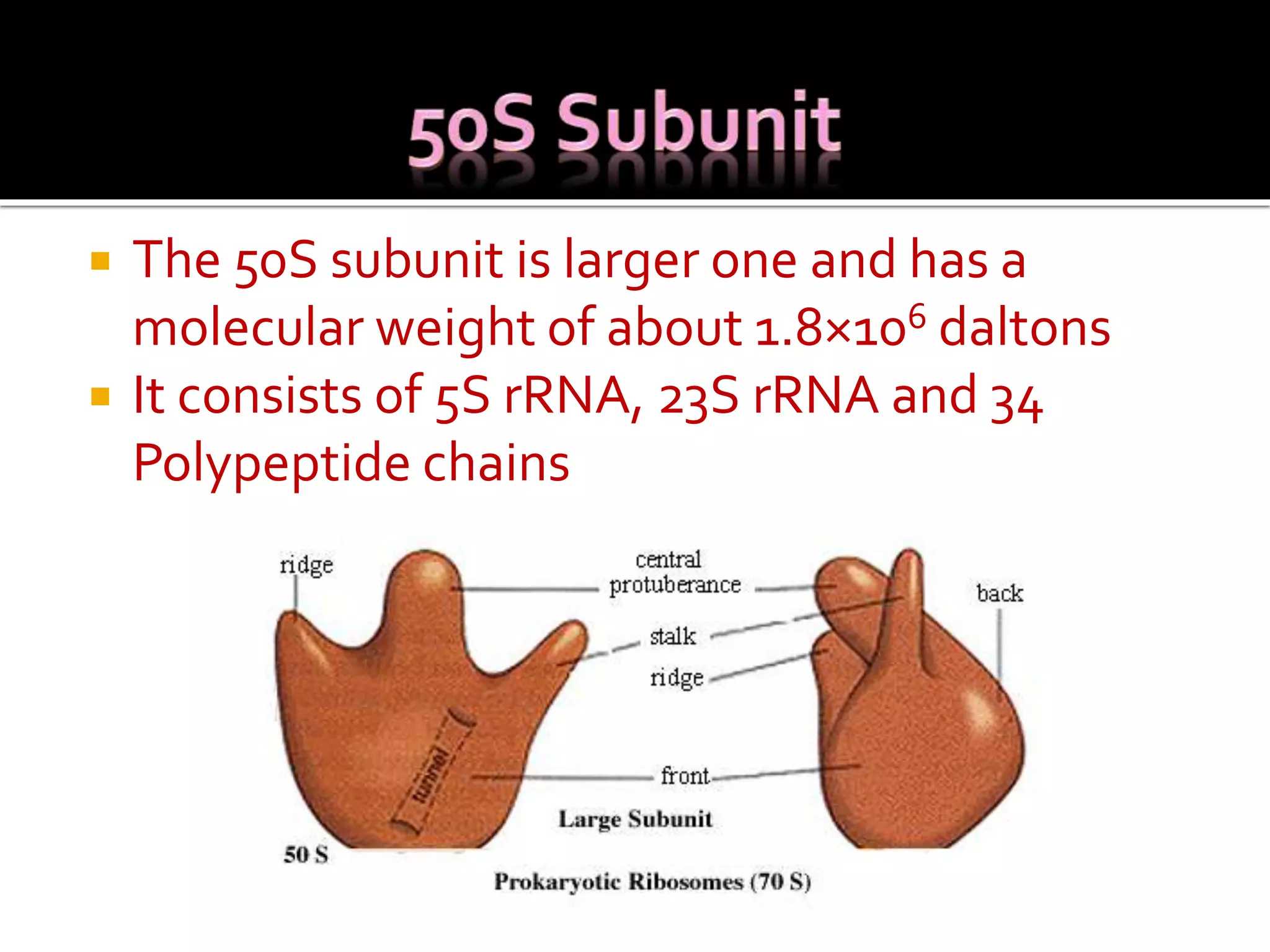  The 50S subunit is larger one and has a
molecular weight of about 1.8×106 daltons
 It consists of 5S rRNA, 23S rRNA and 34
Polypeptide chains
 