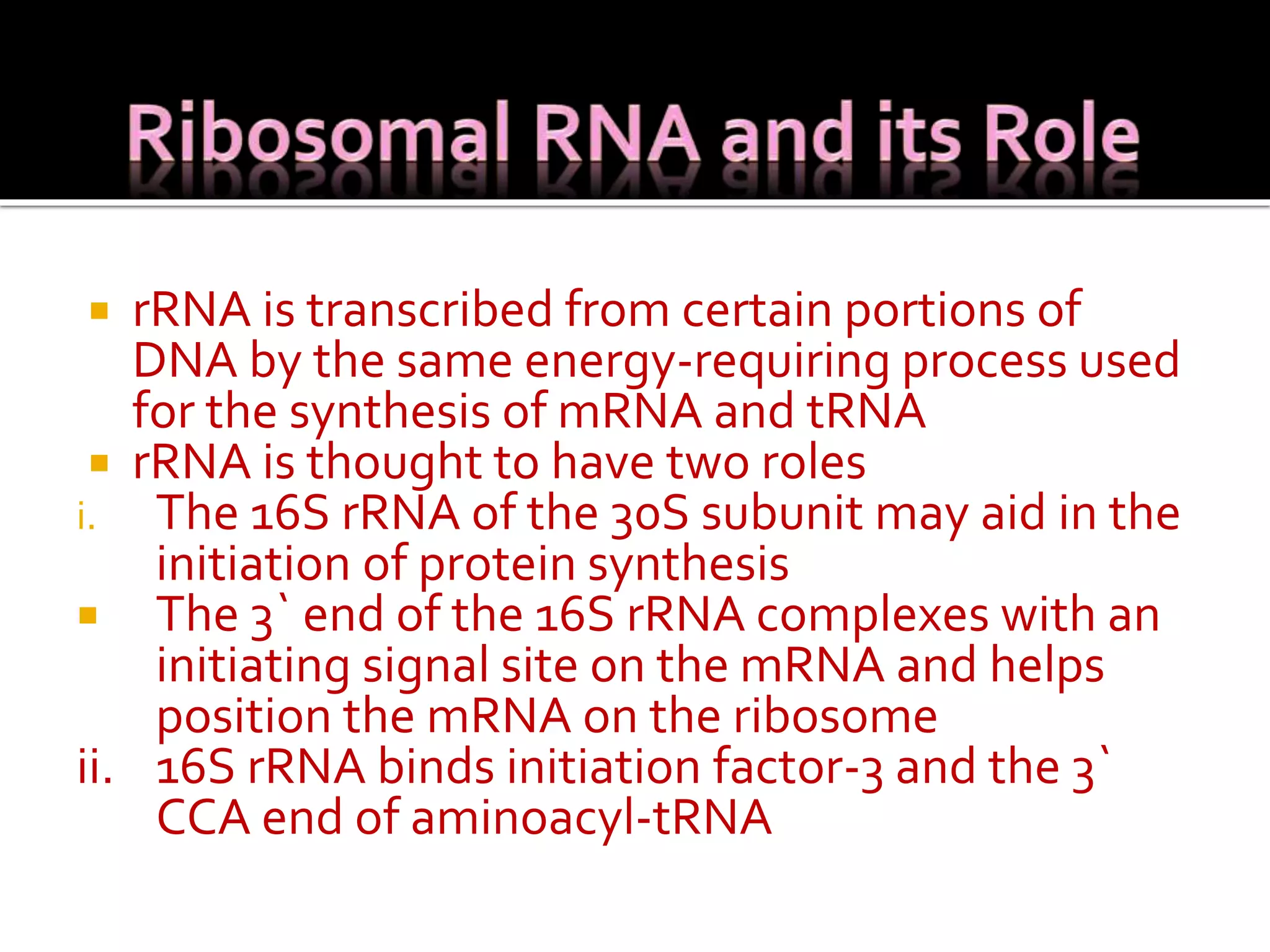  rRNA is transcribed from certain portions of
DNA by the same energy-requiring process used
for the synthesis of mRNA and tRNA
 rRNA is thought to have two roles
i. The 16S rRNA of the 30S subunit may aid in the
initiation of protein synthesis
 The 3` end of the 16S rRNA complexes with an
initiating signal site on the mRNA and helps
position the mRNA on the ribosome
ii. 16S rRNA binds initiation factor-3 and the 3`
CCA end of aminoacyl-tRNA
 