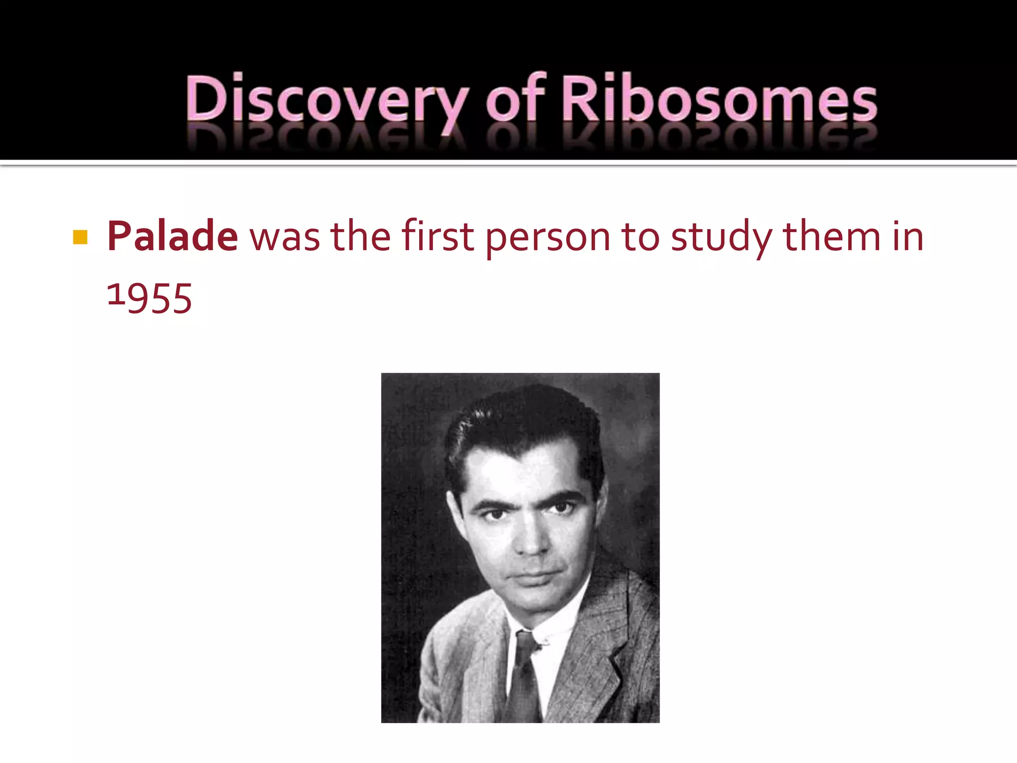  Palade was the first person to study them in
1955
 