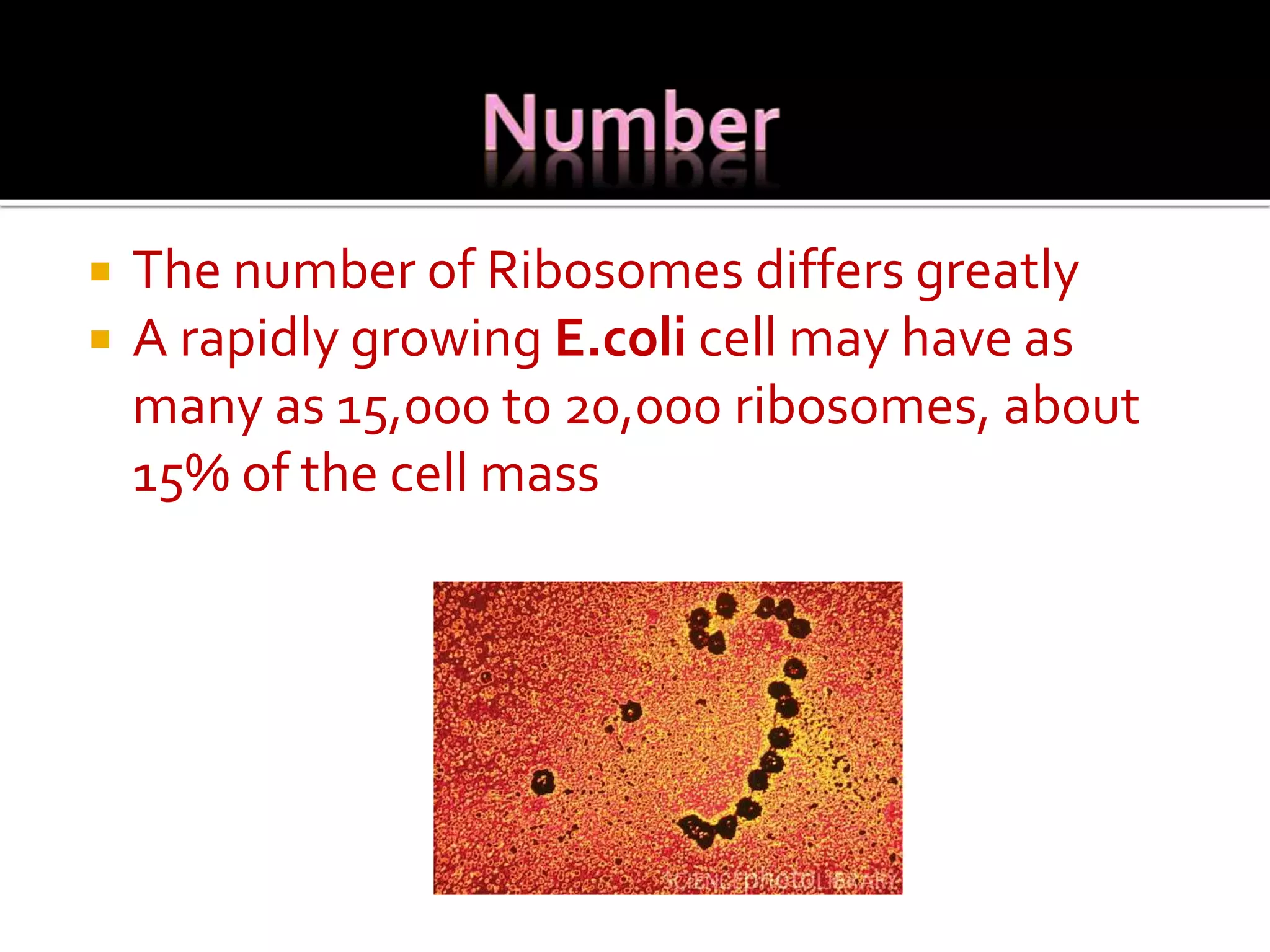  The number of Ribosomes differs greatly
 A rapidly growing E.coli cell may have as
many as 15,000 to 20,000 ribosomes, about
15% of the cell mass
 