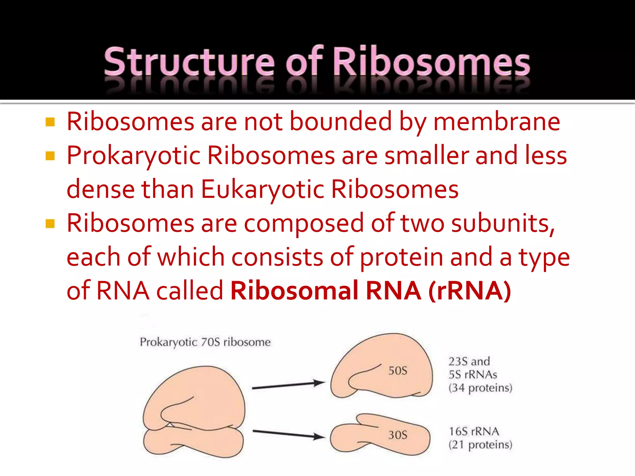  Ribosomes are not bounded by membrane
 Prokaryotic Ribosomes are smaller and less
dense than Eukaryotic Ribosomes
 Ribosomes are composed of two subunits,
each of which consists of protein and a type
of RNA called Ribosomal RNA (rRNA)
 