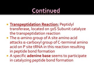  Transpeptidation Reaction: Peptidyl
transferase, located on 50S Subunit catalyze
the transpeptidation reaction
 The α-amino group of A site amino acid
attacks α-carboxyl group of C-terminal amino
acid on P site tRNA in this reaction resulting
in peptide bond formation
 A specific adenine base seems to participate
in catalyzing peptide bond formation
 