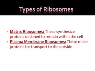  Matrix Ribosomes: These synthesize
proteins destined to remain within the cell
 Plasma Membrane Ribosomes:These make
proteins for transport to the outside
 