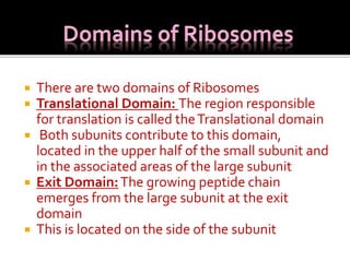  There are two domains of Ribosomes
 Translational Domain: The region responsible
for translation is called theTranslational domain
 Both subunits contribute to this domain,
located in the upper half of the small subunit and
in the associated areas of the large subunit
 Exit Domain:The growing peptide chain
emerges from the large subunit at the exit
domain
 This is located on the side of the subunit
 