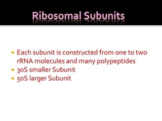  Each subunit is constructed from one to two
rRNA molecules and many polypeptides
 30S smaller Subunit
 50S larger Subunit
 