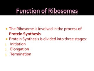 Ribosomes structure & function | PPT