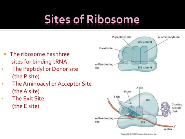 Ribosomes structure & function