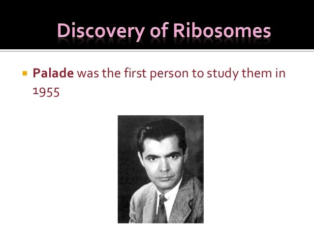 Ribosomes Structure Function