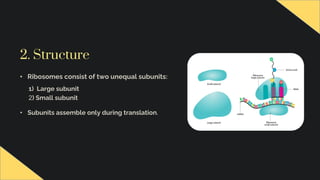 RIBOSOMES,Structure and Functions new 1.pdf