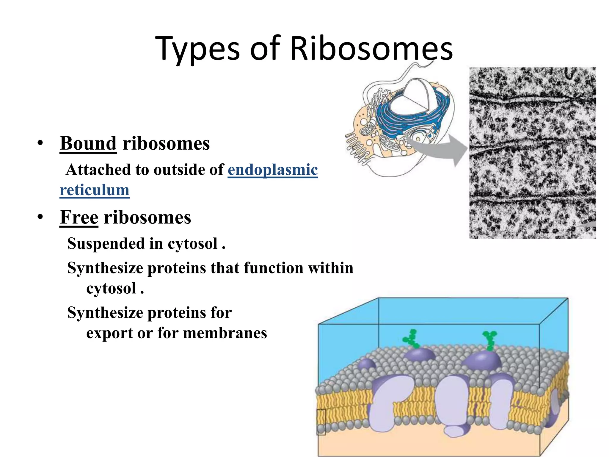 Ribosomes And Extra Cellular Matrix PPTX