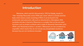 Ribosomes Group Presentation PSP1 2021/22 | PDF