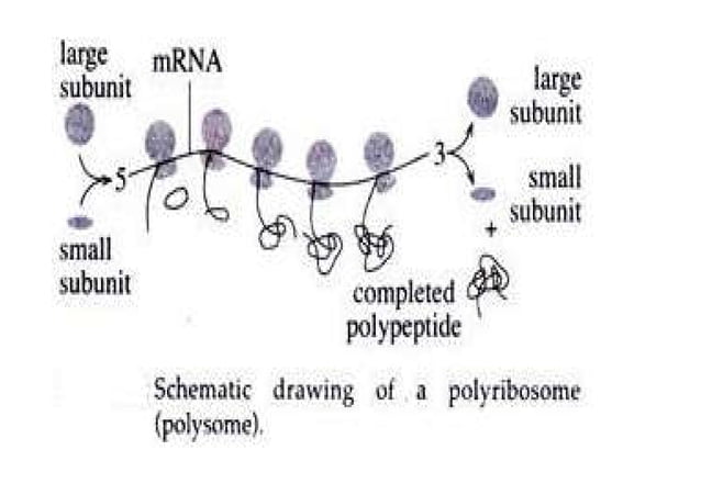 Science Ribosome Ribosome structure and assembly | PDF | Biological Sciences | Science