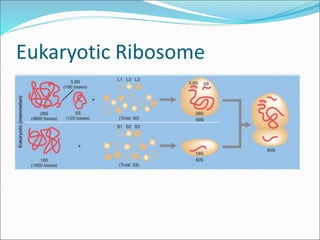 Eukaryotic Ribosome
 