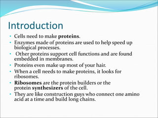 Introduction
• Cells need to make proteins.
• Enzymes made of proteins are used to help speed up
biological processes.
• Other proteins support cell functions and are found
embedded in membranes.
• Proteins even make up most of your hair.
• When a cell needs to make proteins, it looks for
ribosomes.
• Ribosomes are the protein builders or the
protein synthesizers of the cell.
• They are like construction guys who connect one amino
acid at a time and build long chains.
 
