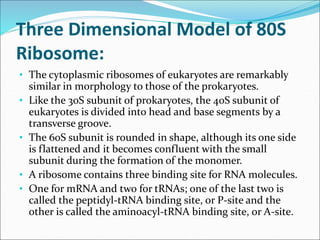 Three Dimensional Model of 80S
Ribosome:
• The cytoplasmic ribosomes of eukaryotes are remarkably
similar in morphology to those of the prokaryotes.
• Like the 30S subunit of prokaryotes, the 40S subunit of
eukaryotes is divided into head and base segments by a
transverse groove.
• The 60S subunit is rounded in shape, although its one side
is flattened and it becomes confluent with the small
subunit during the formation of the monomer.
• A ribosome contains three binding site for RNA molecules.
• One for mRNA and two for tRNAs; one of the last two is
called the peptidyl-tRNA binding site, or P-site and the
other is called the aminoacyl-tRNA binding site, or A-site.
 