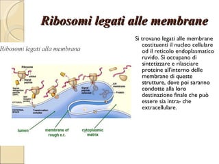 Ribosomi legati alle membrane Si trovano legati alle membrane costituenti il nucleo cellulare od il reticolo endoplasmatico ruvido. Si occupano di sintetizzare e rilasciare proteine all'interno delle membrane di queste strutture, dove poi saranno condotte alla loro destinazione finale che può essere sia intra- che extracellulare.  