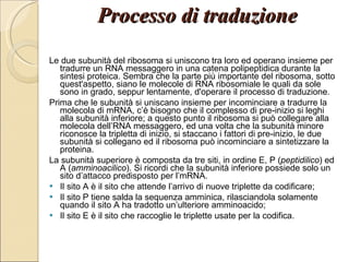 Processo di traduzione Le due subunità del ribosoma si uniscono tra loro ed operano insieme per tradurre un RNA messaggero in una catena polipeptidica durante la sintesi proteica. Sembra che la parte più importante del ribosoma, sotto quest'aspetto, siano le molecole di RNA ribosomiale le quali da sole sono in grado, seppur lentamente, d'operare il processo di traduzione. Prima che le subunità si uniscano insieme per incominciare a tradurre la molecola di mRNA, c’è bisogno che il complesso di pre-inizio si leghi alla subunità inferiore; a questo punto il ribosoma si può collegare alla molecola dell’RNA messaggero, ed una volta che la subunità minore riconosce la tripletta di inizio, si staccano i fattori di pre-inizio, le due subunità si collegano ed il ribosoma può incominciare a sintetizzare la proteina. La subunità superiore è composta da tre siti, in ordine E, P ( peptidilico ) ed A ( amminoacilico ). Si ricordi che la subunità inferiore possiede solo un sito d’attacco predisposto per l’mRNA. Il sito A è il sito che attende l’arrivo di nuove triplette da codificare; Il sito P tiene salda la sequenza amminica, rilasciandola solamente quando il sito A ha tradotto un’ulteriore amminoacido; Il sito E è il sito che raccoglie le triplette usate per la codifica. 