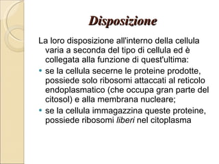 Disposizione  La loro disposizione all'interno della cellula varia a seconda del tipo di cellula ed è collegata alla funzione di quest'ultima: se la cellula secerne le proteine prodotte, possiede solo ribosomi attaccati al reticolo endoplasmatico (che occupa gran parte del citosol) e alla membrana nucleare;  se la cellula immagazzina queste proteine, possiede ribosomi  liberi  nel citoplasma  