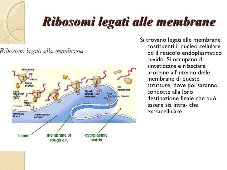 Ribosomi