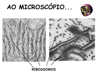 AO MICROSCÓPIO...
RIBOSSOMOS
