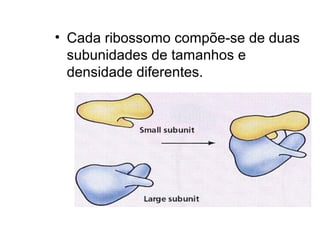 • Cada ribossomo compõe-se de duas
subunidades de tamanhos e
densidade diferentes.