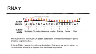 RNAm
3 Nucleotídeos = 1 códon
Três nucleotídeos constituem um códon, cada códon codifica um aminoácido para a
proteína, na próxima fase..
A fita de RNAm carregando a informação vinda do DNA agora vai sair do núcleo, no
citoplasma irá acontecer a segunda fase da síntese de proteína.
 