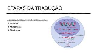 ETAPAS DA TRADUÇÃO
A síntese proteica ocorre em 3 etapas sucessivas:
1. Iniciação
2. Alongamento
3. Finalização
 