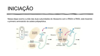 INICIAÇÃO
Nessa etapa ocorre a união das duas subunidades do ribossomo com o RNAm e RNAt, este trazendo
o primeiro aminoácido da cadeia polipeptídica.
 