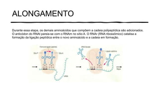 ALONGAMENTO
Durante essa etapa, os demais aminoácidos que compõem a cadeia polipeptídica são adicionados.
O anticódon do RNAt pareia-se com o RNAm no sítio A. O RNAr (RNA ribossômico) catalisa a
formação da ligação peptídica entre o novo aminoácido e a cadeia em formação.
 