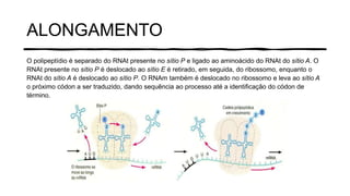 ALONGAMENTO
O polipeptídio é separado do RNAt presente no sítio P e ligado ao aminoácido do RNAt do sítio A. O
RNAt presente no sítio P é deslocado ao sítio E é retirado, em seguida, do ribossomo, enquanto o
RNAt do sítio A é deslocado ao sítio P. O RNAm também é deslocado no ribossomo e leva ao sítio A
o próximo códon a ser traduzido, dando sequência ao processo até a identificação do códon de
término.
 