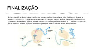 FINALIZAÇÃO
Após a identificação do códon de término, uma proteína, chamada de fator de término, liga-se a
esse códon induzindo a ligação de uma molécula de água na porção final da cadeia, fazendo com
que ocorra a quebra da ligação entre o peptídio e o RNAt presente no sítio P. O peptídio formado é
então liberado através do túnel de término presente na subunidade maior do ribossomo.
 