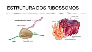 ESTRUTURA DOS RIBOSSOMOS
 