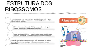 ESTRUTURA DOS
RIBOSSOMOS
Apresentam em suas estruturas três sítios de ligação para o RNAt,
como veremos a seguir:
Sítio P: nele a molécula de RNAt (transportador) está ligada à
cadeia polipeptídica que está sendo formada;
Sítio A: nele se encontra o RNAt (transportador) que carrega o
próximo aminoácido a ser adicionado na cadeia polipeptídica;
Sítio E: após deixar o aminoácido que será adicionado na cadeia
polipeptídica, é nesse local que o RNAt (transportador) deixa o
ribossomo.
 