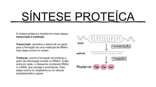 SÍNTESE PROTEÍCA
A síntese proteica e dividida em duas etapas:
transcrição e tradução.
Transcrição: acontece a leitura de um gene
para a formação de uma molécula de RNAm,
esta etapa ocorre no núcleo.
Traducao: ocorre a formação de proteína a
partir da informação contida no RNAm. Então
entra em ação o ribossomo (contendo RNAr)
e o RNAt, que carrega o aminoácido. Esta
etapa ocorre no citoplasma ou no retículo
endoplasmático rugoso.
 