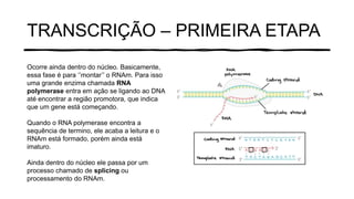 TRANSCRIÇÃO – PRIMEIRA ETAPA
Ocorre ainda dentro do núcleo. Basicamente,
essa fase é para ‘’montar’’ o RNAm. Para isso
uma grande enzima chamada RNA
polymerase entra em ação se ligando ao DNA
até encontrar a região promotora, que indica
que um gene está começando.
Quando o RNA polymerase encontra a
sequência de termino, ele acaba a leitura e o
RNAm está formado, porém ainda está
imaturo.
Ainda dentro do núcleo ele passa por um
processo chamado de splicing ou
processamento do RNAm.
 