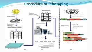 Ribotyping Cdiff RIBOTYPING | PPTX