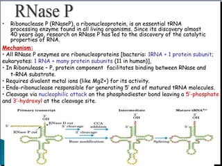 • Ribonuclease P (RNaseP), a ribonucleoprotein, is an essential tRNA
processing enzyme found in all living organisms. Since its discovery almost
40 years ago, research on RNase P has led to the discovery of the catalytic
properties of RNA.
Mechanism:
• All RNase P enzymes are ribonucleoproteins [bacteria: 1RNA + 1 protein subunit;
eukaryotes: 1 RNA + many protein subunits (11 in human)],
• In Ribonulease – P, protein component facilitates binding between RNase and
t-RNA substrate.
• Requires divalent metal ions (like Mg2+) for its activity.
• Endo-ribonuclease responsible for generating 5’ end of matured tRNA molecules.
• Cleavage via nucleophilic attack on the phosphodiester bond leaving a 5’-phosphate
and 3’-hydroxyl at the cleavage site.
 