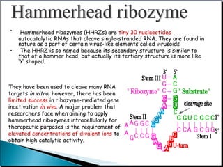 • Hammerhead ribozymes (HHRZs) are tiny 30 nucleootides
autocatalytic RNAs that cleave single-stranded RNA. They are found in
nature as a part of certain virus-like elements called virusoids
• The HHRZ is so named because its secondary structure is similar to
that of a hammer head, but actually its tertiary structure is more like
‘Y’ shaped.
They have been used to cleave many RNA
targets in vitro; however, there has been
limited success in ribozyme-mediated gene
inactivation in vivo. A major problem that
researchers face when aiming to apply
hammerhead ribozymes intracellularly for
therapeutic purposes is the requirement of
elevated concentrations of divalent ions to
obtain high catalytic activity.
 