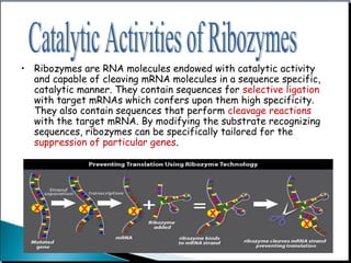 • Ribozymes are RNA molecules endowed with catalytic activity
and capable of cleaving mRNA molecules in a sequence specific,
catalytic manner. They contain sequences for selective ligation
with target mRNAs which confers upon them high specificity.
They also contain sequences that perform cleavage reactions
with the target mRNA. By modifying the substrate recognizing
sequences, ribozymes can be specifically tailored for the
suppression of particular genes.
 