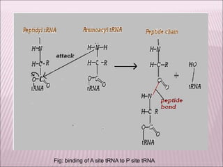 Fig: binding of A site tRNA to P site tRNA
 