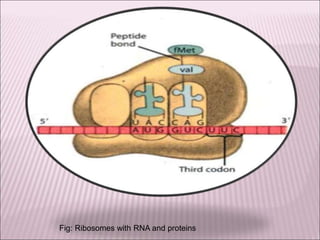 Fig: Ribosomes with RNA and proteins
 