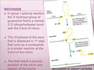 MECHANISM
 In group I splicing reaction
the 3’-hydroxyl group of
guanosine forms a normal
3’,5’-phosphodiester bond
with the 5’end of intron.
 The 3’hydroxyl of the exon
that is displaced in 1st step
then acts as a nucleophile
in a similar reaction at the
3’end of the intron.
 The final result is precise
excision of the intron and
ligation of the exons. MECHANISM OF GROUP I INTRONS
 