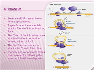 MECHANISM
 Several snRNPs assemble to
form a spliceosome.
 A specific adenine nucleotide
attacks 5’ end of intron, breaking
RNA.
 The 5’end of the intron becomes
attached to the A nucleotide,
forming a loop of RNA.
 The free 3’end of one exon
attacks the 5’ end of the other.
 3’ and 5’ ends of adjacent exons
bond covalently, releasing the
intron which will then degrade.
 